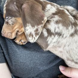 Dachshund Puppies from 2 Knights Doxies