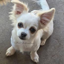 Athena - Cream and white female Chihuahua puppy in El Paso, Texas from JVJ Chihuahua