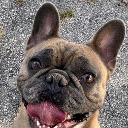 Stitch - French Bulldog