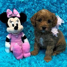 Cavapoo puppies from Knight Pups