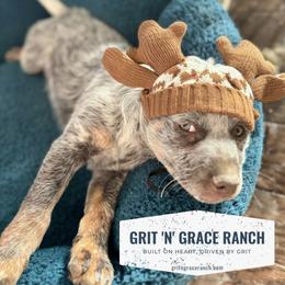 Australian Cattle Dog Puppies from Grit ‘n’ Grace Ranch