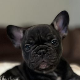 French Bulldogs from Bartletts Pure Farm Frenchies