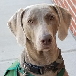 Weimaraners from Big River Weimaraners