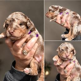 Girl, Jessa - Merle female Bernedoodle puppy in Delphos, Ohio from Route 66 Poodles & Doodles, Sapphire Shih-tzu's of Ohio