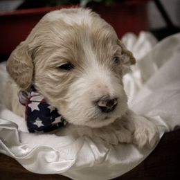 Goldendoodle Puppies from Best Doodles