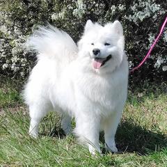 Collie - Samoyed