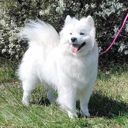 Collie - Samoyed