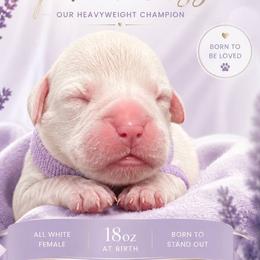 Girl 1 - White female Boxer puppy in Howey In The Hills, Florida from Bayla Belle & Blossom's Boxers