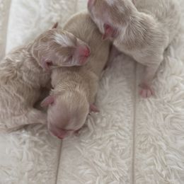 Milan - Apricot female Maltipoo puppy in Fredericktown, Missouri from Doodle Pups Fur-Ever