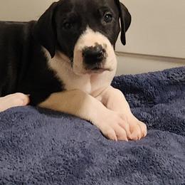 Mantle female 2 - Mantle female Great Dane puppy in Gig Harbor, Washington from Lakaya Danes