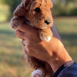Goldendoodle Puppies from Central Kentucky Goldendoodles