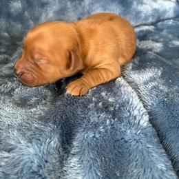 Rudy - Apricot male Goldendoodle puppy in Lowville, New York from Adirondack Labradoodles