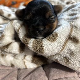 Bb - Black and tan female Yorkshire Terrier puppy in Knoxville, Tennessee from Little Yorkie Company