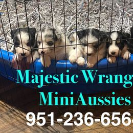 Australian Shepherds from Majestic Wrangler’s Aussie’s