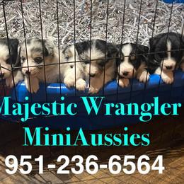 Australian Shepherds from Majestic Wrangler’s Aussie’s