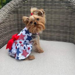 Yorkshire Terrier All Grown Up from Reese's Angelface Yorkies