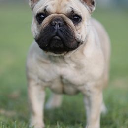 French Bulldogs from HDH French Bulldogs