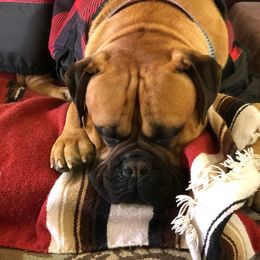 Bullmastiffs from Fortress Bullmastiffs
