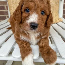 Orion - Red  male Goldendoodle puppy in Sunman, Indiana from Brunsman Country Doodles LLC
