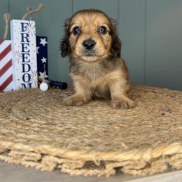 Cedar - Red male Dachshund puppy in Ava, Missouri from Beaver Creek Kennels