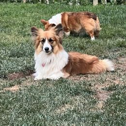 Millie - Pembroke Welsh Corgi
