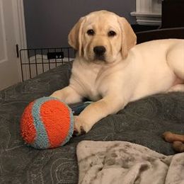 Labrador Retriever Puppies from Elsmere Labradors