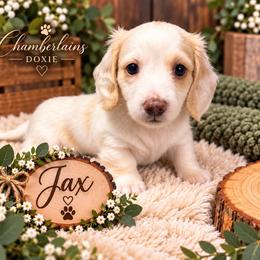 Jax - Piebald male Dachshund puppy in Central Point, Oregon from Chamberlains Doxie