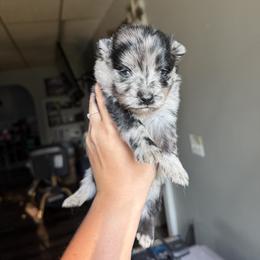 Bandit - Merle male Pomsky puppy in Kingston, Michigan from Browns Pomskys