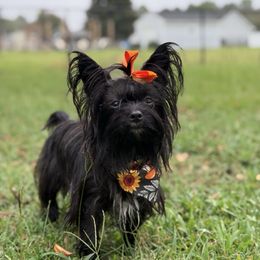 Olive - Yorkshire Terrier
