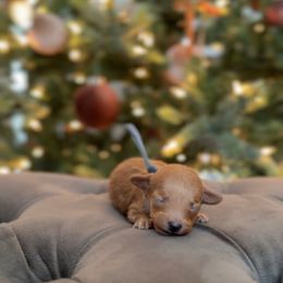 Ginger - Apricot male Poodle puppy in Charlotte, North Carolina from Bruno & Co. Puppies