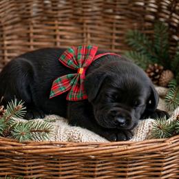 Sigi - Black female Labrador Retriever puppy in Peru, Indiana from Harvest Moon Farms - Indiana English Cream Golden Retreivers
