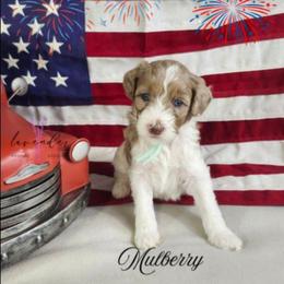 Mulberry - Merle female Cockapoo puppy in Mancelona, Michigan from Lavender poodles & doodles