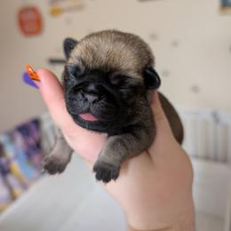 Constance - Fawn female Pug puppy in Winter Haven, Florida from Lisa's Pugalicious Pugs