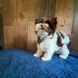 Versace - Chocolate, tan and white male Yorkshire Terrier puppy in Howe, Oklahoma from Ray Holder