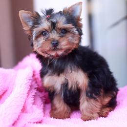 Lovely Girl - Blue and gold female Yorkshire Terrier puppy in Stanton, California from Essence of Grace Yorkies