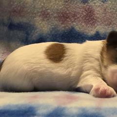 Mal-Shi, Maltipoo, and Poodle Puppies from Collier's Canines