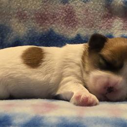 Mal-Shi, Maltipoo, and Poodle Puppies from Collier's Canines