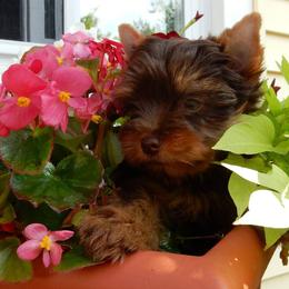 Biewer Terriers and Yorkshire Terriers from Gear Acres