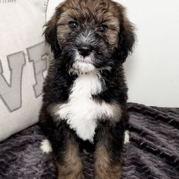 Bernedoodle Puppies from Rose River Farms