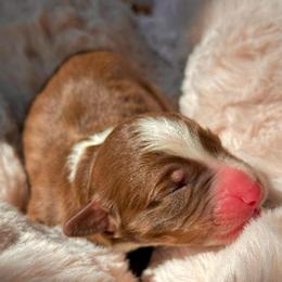 Boy 4 - Red tri-color male Australian Shepherd puppy in Ramona, California from Blue Moon Aussies