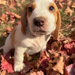AKC Loki - Lemon and white male Beagle puppy in Rogersville, Missouri from Hales Little Beagle Haven