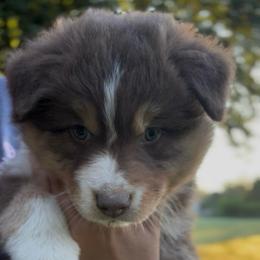 Gale - Red tri-color female Australian Shepherd puppy in Morrow, Ohio from OakHaven Acres Aussies