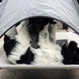 Schapendoes Puppies from Dream Star Schapendoes