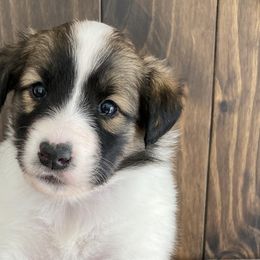 Aravis - Sable and white Old Time Scotch Collie puppy in Mars Hill, North Carolina from Brambly Mountain Farm