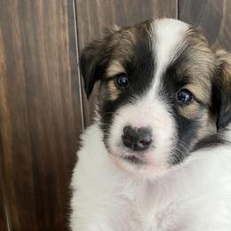 Aravis - Sable and white Old Time Scotch Collie puppy in Mars Hill, North Carolina from Brambly Mountain Farm