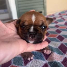 Phoebe - Red female American Staffordshire Terrier puppy in Marietta, Georgia from Ambition Amstaffs