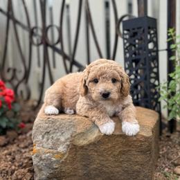 Jubilee - Apricot female Goldendoodle puppy in Wharton, Texas from Little Fur Friends