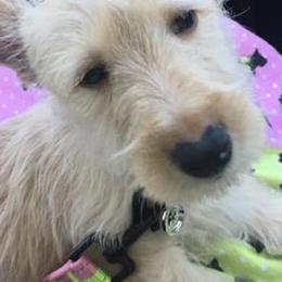 Scottish Terriers from Rudy’s Scottish Terrier