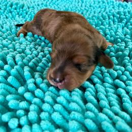 Reba - Red female Dachshund puppy in Wolf Lake, Indiana from Canisteo Dachshunds
