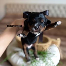 Cranberry Streusel - Tri-color male Bernedoodle puppy in Herriman, Utah from Gypsi Doodles & Poodles LLC.
